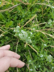 Cryptantha leiocarpa