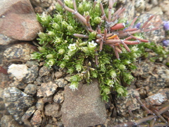 Arenaria serpens