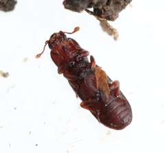 Oxylaemus variolosus