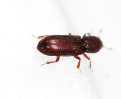 Oxylaemus variolosus