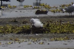 Chroicocephalus cirrocephalus