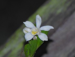 Maxillaria lutescens