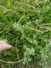 Cryptantha leiocarpa