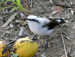 Fluvicola nengeta