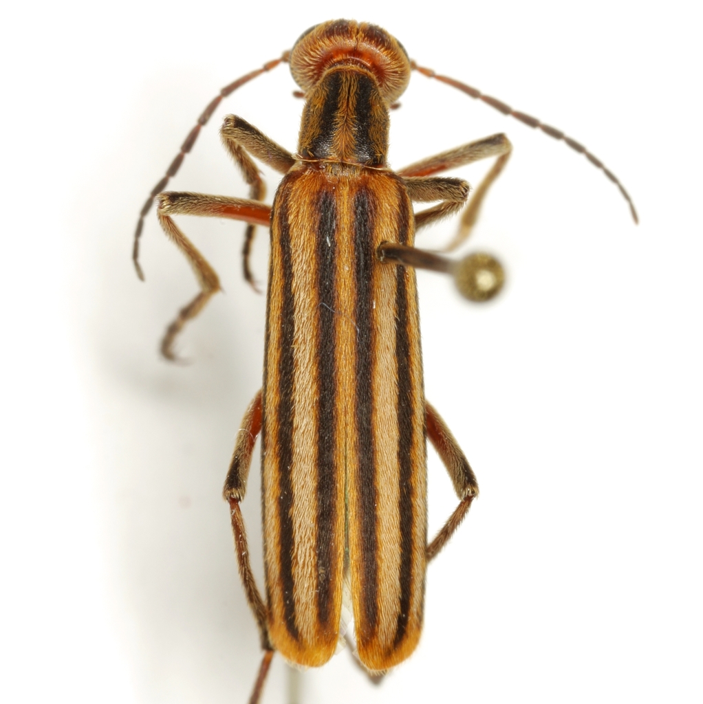 Epicauta temexa