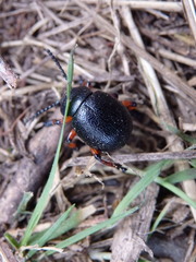 Timarcha calceata