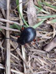 Timarcha calceata
