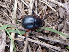 Timarcha calceata