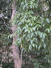 Ficus leptoclada