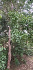 Ficus leptoclada