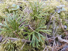 Diphasiastrum complanatum