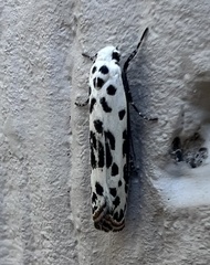 Ethmia bittenella