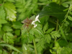 Lamium bifidum