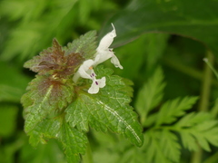 Lamium bifidum
