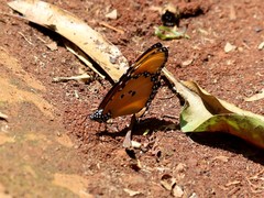 Danaus chrysippus dorippus