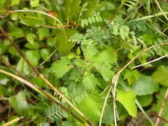Urtica pilulifera