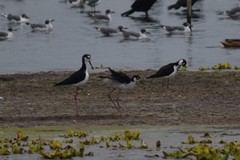 Himantopus mexicanus