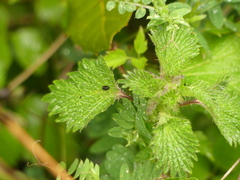 Urtica pilulifera