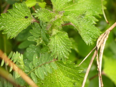 Urtica pilulifera