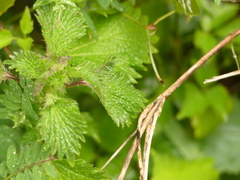 Urtica pilulifera
