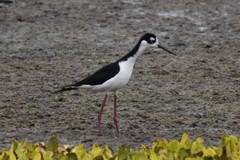 Himantopus mexicanus