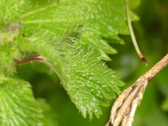Urtica pilulifera