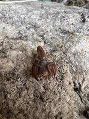 Pseudouroctonus santarita