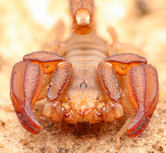 Pseudouroctonus santarita