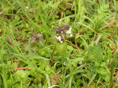 Lamium bifidum