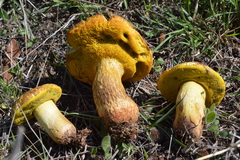 Boletus luridellus