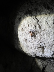 Camponotus semitestaceus