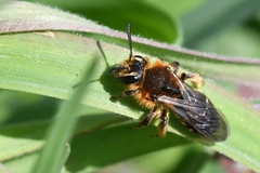 Andrena lagopus