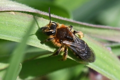Andrena lagopus