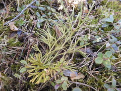 Diphasiastrum complanatum