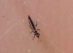 Aeolothrips fuscus