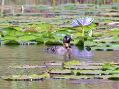 Thalassornis leuconotus