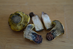 Boletus luridellus