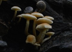 Gymnopilus