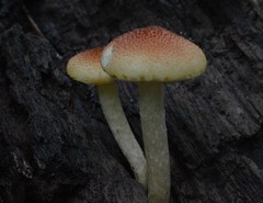 Gymnopilus