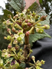 Cissus obliqua
