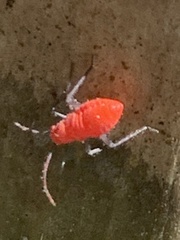 Dysdercus suturellus