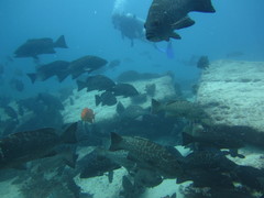 Mycteroperca rosacea