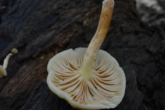 Gymnopilus