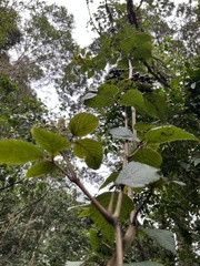 Cissus obliqua