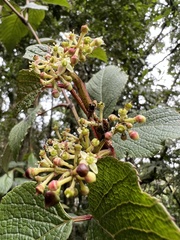 Cissus obliqua
