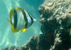 Chaetodon marleyi