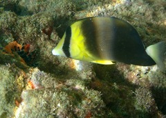 Chaetodon blackburnii