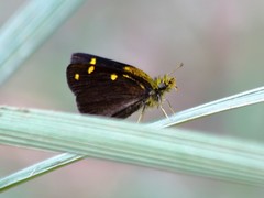 Metisella metis