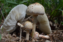 Chlorophyllum hortense