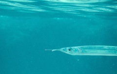 Hyporhamphus affinis